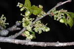 Hackberry